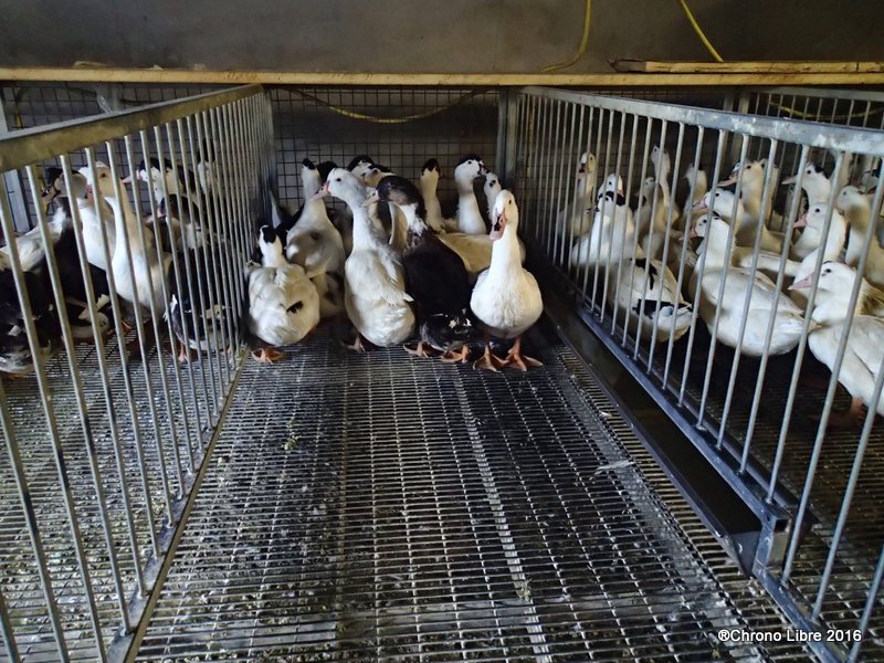 077-09102016 ronde des foies gras mauvezin CL (77)
